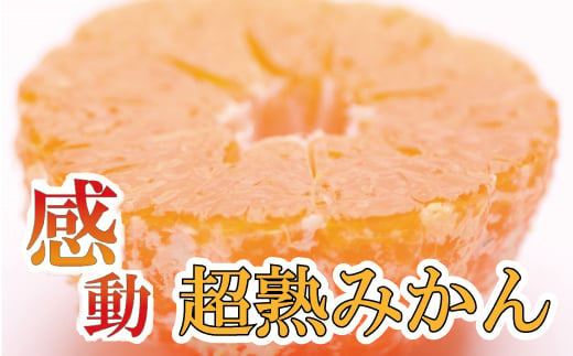 家庭用　超熟有田みかん5kg+150g（傷み補償分）【わけあり・訳あり】【菊みかん入り】【光センサー選別】＜11月上旬より順次発送予定＞【ikd019B】 765132 - 和歌山県串本町