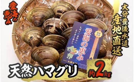 愛海の恵み 大分豊後水道産 天然ハマグリ 約2kg 大分県佐伯市 ふるさとチョイス ふるさと納税サイト