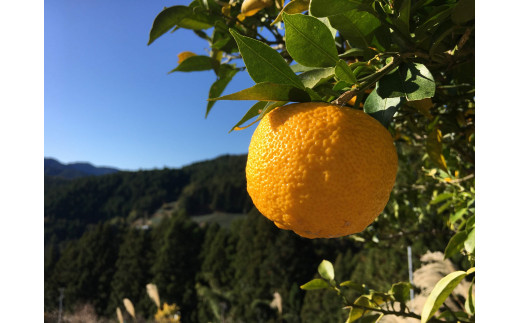 KAGYA JAPAN　エッセンシャルオイルYUZU　5ml×1本セット　加工前の柚子の写真