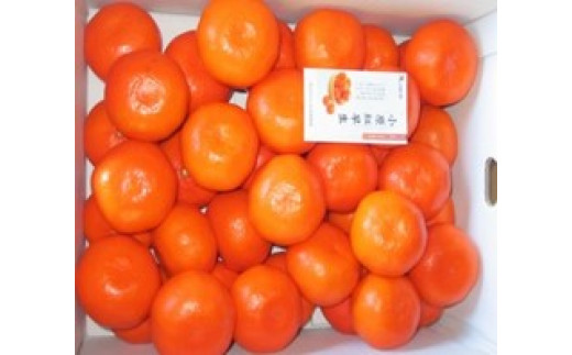 さぬき讃フルーツ」ハウス小原紅早生みかん 約1.2kg【令和5年11～12月