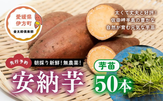 朝採り新鮮！無農薬！安納芋 芋苗（50本）| さつまいも サツマイモ