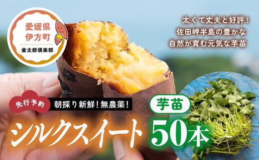 先行予約】朝採り新鮮！無農薬！シルクスイート 芋苗（20本 