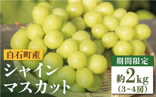 【期間限定！数量限定！】白石産 シャインマスカット 約2kg（約3～4房）【しろいし特産物直売所】フルーツ 葡萄 ブドウ ぶどう 九州産 佐賀県産 [IAI008] 354791 - 佐賀県白石町