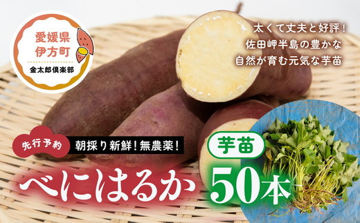 おしゃれ さつまいも苗【紅はるか５０本】【４月下旬〜５月上旬発送