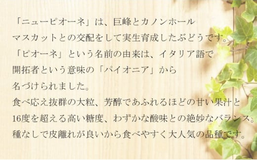 ぶどう 2024年 先行予約 ニュー ピオーネ 3房～6房 約2kg 6月下旬～7月