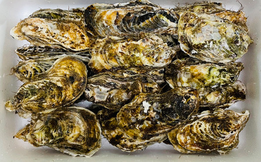 私たち漁師が獲った、新鮮な仙鳳趾名産の牡蠣を直接、お届けします。