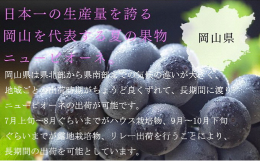 ぶどう 2024年 先行予約 ニュー ピオーネ 3房～6房 約2kg 6月下旬～7月