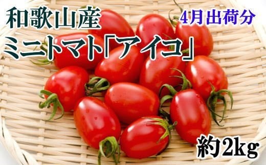 【4月出荷分】和歌山産ミニトマト「アイコトマト」約2kg（S・Mサイズおまかせ）【tec100-4】 1524767 - 和歌山県すさみ町