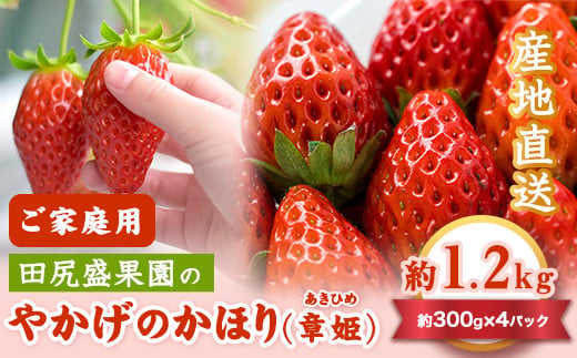 残りわずか！》訳あり 愛果28号 約2.5kg ご家庭用 みかん 愛媛 人気