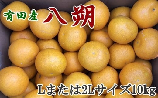 【手選果】有田産の八朔10kg（Lまたは2Lサイズいずれかお届け）＜2025年1月下旬～2025年2月下旬頃に順次発送＞【tec846】 1524762 - 和歌山県すさみ町