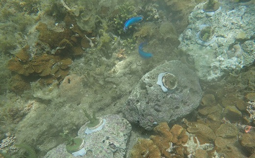 移植用サンゴを海底に設置