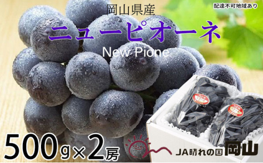 ぶどう 2024年 先行予約 ニュー ピオーネ 約500g×2房 6月下旬～7月下旬