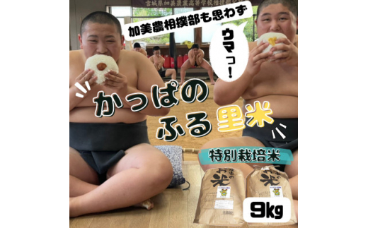 [特別栽培米]かっぱのふる里米(ひとめぼれ)精米9kg