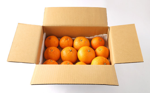 熊本県産 旬の 柑橘 詰め合わせ 3種以上 3kg以上 甘夏 河内晩柑 パール柑 ネーブル 不知火
