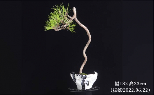 半額SALE☆ 赤松のモダン盆栽 植物/観葉植物 - www.eyediashop.com