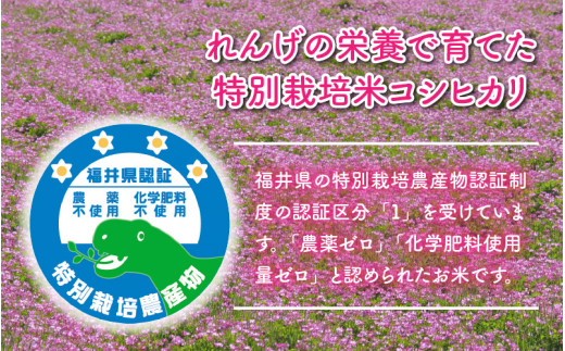 農薬不使用・化学肥料不使用 永平寺町産 れんげ米 20kg（5kg×4袋）[E