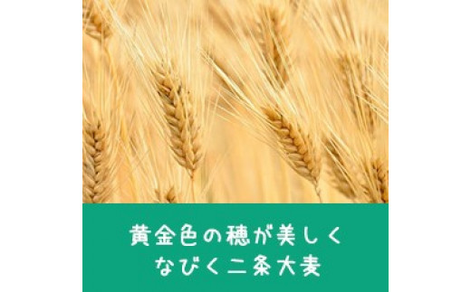 原料は二条大麦。ビールを主とした酒類の製造に適した大麦です。