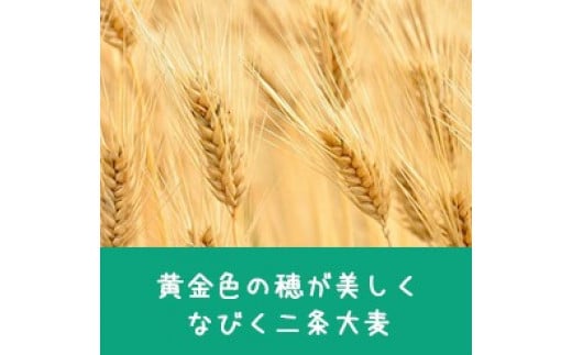 原料は二条大麦。ビールを主とした酒類の製造に適した大麦です。