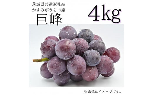 巨峰　4kg（茨城県共通返礼品・かすみがうら市産） 362422 - 茨城県利根町