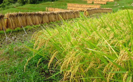 棚田の美しい景観と、土・水・気候と恵まれた自然の中で育った棚田米をご賞味ください。