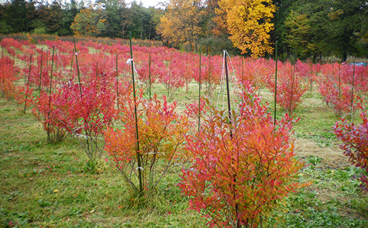秋に紅葉するブルーベリーの木々