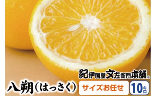 八朔(はっさく)約10kg サイズおまかせ　紀伊国屋文左衛門本舗※2025年1月下旬～4月上旬頃発送予定【sutb411A】 1525329 - 和歌山県すさみ町