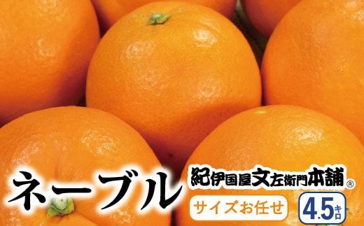 ネーブル 約4.5kg/サイズおまかせ　※2025年1月下旬～2025年2月上旬頃に順次発送予定(お届け日指定不可)　紀伊国屋文左衛門本舗 / オレンジ みかん くだもの 果物 フルーツ 和歌山 柑橘 【sutb431B】 1525333 - 和歌山県すさみ町