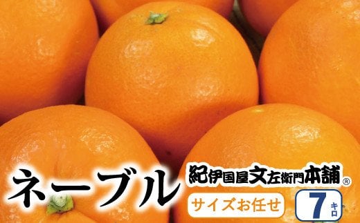 ネーブル 約7kg/サイズおまかせ　※2025年1月中旬～2025年2月上旬頃に順次発送予定(お届け日指定不可)　紀伊国屋文左衛門本舗 / みかん オレンジ ネーブル 果物 柑橘　和歌山  フルーツ くだもの 【sutb430A】 1525332 - 和歌山県すさみ町