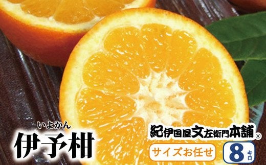 伊予柑(いよかん) 約8kg/サイズおまかせ　※2025年1月中旬～2025年2月中旬頃に順次発送予定(お届け日指定不可)　紀伊国屋文左衛門本舗　/ みかん ミカン オレンジ フルーツ 果物 くだもの 柑橘 いよかん 和歌山【sutb440A】 1525334 - 和歌山県すさみ町