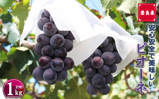 ピオーネ 2房 約1kg |フルーツ ぶどう 葡萄 ブドウ ピオーネ 奈良県 平群町