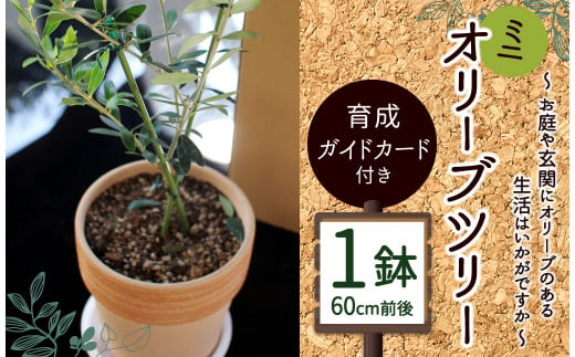 ミニ オリーブツリー 1鉢 育成ガイドカード付き オリーブ 園芸 お祝い 307584 - 熊本県水俣市