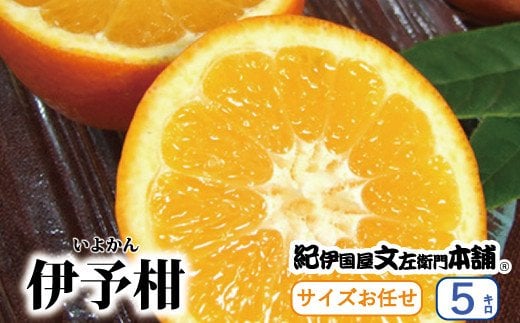 伊予柑(いよかん) 約5kg/サイズおまかせ　※2025年1月中旬～2025年2月中旬頃に順次発送予定(お届け日指定不可)　紀伊国屋文左衛門本舗 / オレンジ ミカン みかん 柑橘 フルーツ 果物 くだもの いよかん 和歌山【sutb441A】 1525335 - 和歌山県すさみ町