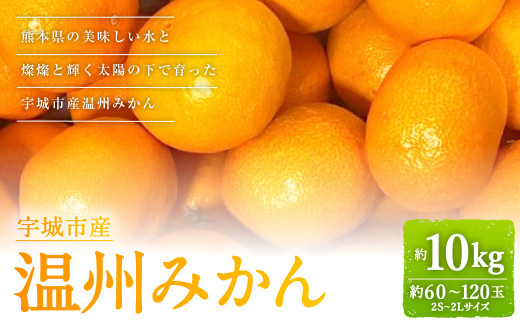 【2023年1月上旬～順次発送予定】宇城市産 温州みかん 約10kg（約5kg×2ケース）柑橘 果物