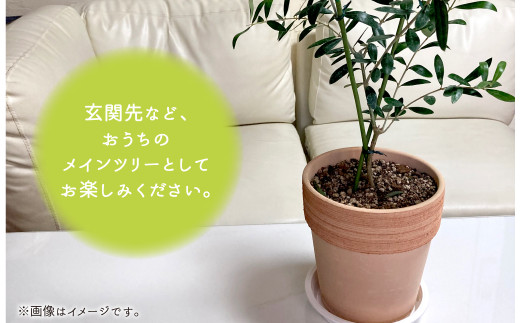 ミニ オリーブツリー 1鉢 育成ガイドカード付き オリーブ 園芸 お祝い