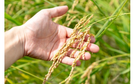 ．令和産新米・早期受付・3回定期便四万十清流の自然米