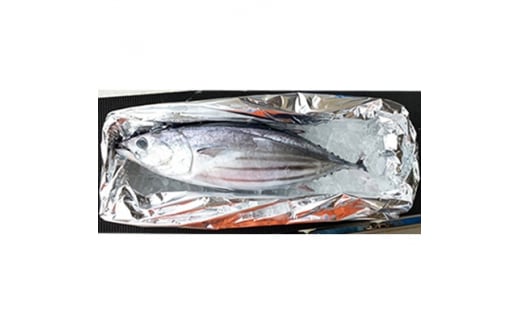 期間限定＞千葉県勝浦産 一本釣り生かつお まるごと1尾(約2.5kg)【1112631】 - 千葉県勝浦市｜ふるさとチョイス - ふるさと納税サイト