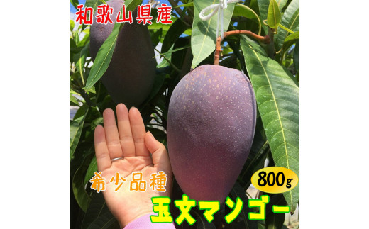 宮崎県産完熟マンゴー 約1.8キロ
