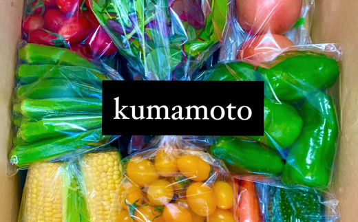 【定期便6回】 季節の果物と野菜セット 16品目