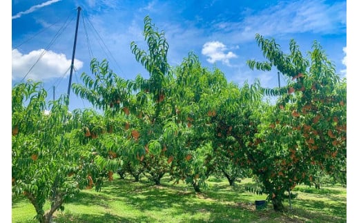 桃は日光に当たることで赤くなりますが、岡山の白桃は一つ一つに袋を掛けて、日光や外部の厳しい環境から守るため、