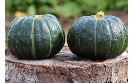 秋【産地直送】9月旬の野菜セット（野菜や加工品のお店かしづく