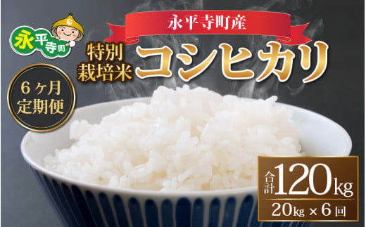 先行予約】【6ヶ月連続お届け】【新米】【白米】 令和5年度産 永平寺町