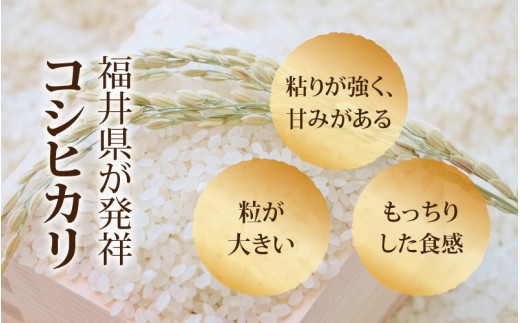 3ヶ月連続お届け】【白米】 令和5年度産 永平寺町産 コシヒカリ 20kg×3