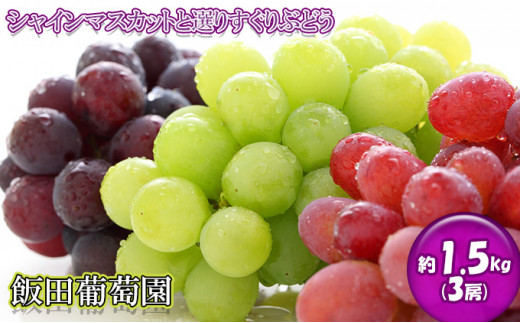 飯田葡萄園 シャインマスカットと選りすぐりぶどうの食べ比べセット 約1.5kg（3房） [№5722-0422]