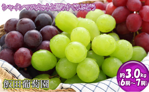 飯田葡萄園 シャインマスカットと選りすぐりぶどうの食べ比べセット 約3.0kg（6房～7房） [№5722-0424]