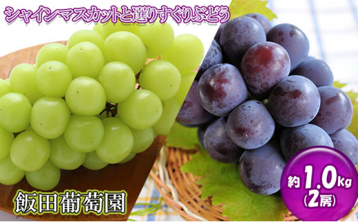 飯田葡萄園 シャインマスカットと選りすぐりぶどうの食べ比べセット 約1.0kg（2房） [№5722-0421]