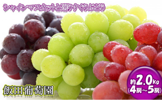 飯田葡萄園 シャインマスカットと選りすぐりぶどうの食べ比べセット 約2.0kg（4房～5房） [№5722-0423]
