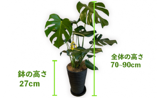 【観葉植物】モンステラ70cm～90cm/黒シュエット鉢(鎌ヶ迫園芸場/021-1487) 南国鹿児島県で育った 観葉植物！植物 鉢付 インテリア  室内 オフィス おしゃれ プレゼント ギフト 開店祝い 移転祝い マイナスイオン【配送不可地域：北海道・沖縄県・離島】