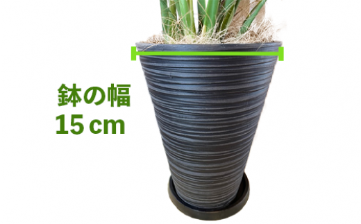 【観葉植物】モンステラ70cm～90cm/黒シュエット鉢(鎌ヶ迫園芸場/021-1487) 南国鹿児島県で育った 観葉植物！植物 鉢付 インテリア  室内 オフィス おしゃれ プレゼント ギフト 開店祝い 移転祝い マイナスイオン【配送不可地域：北海道・沖縄県・離島】