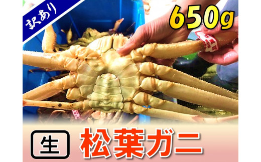 0959　【魚倉】足１本なし生松葉ガニ（中650ｇ）訳あり