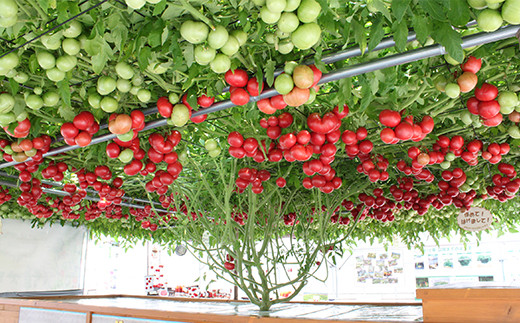 えこりん村　大きなトマトの木のとまとジュース（190g×20本）セット【19007】
